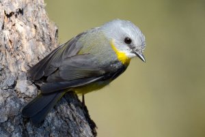 Yellow Robin_Yellow Bloodwood