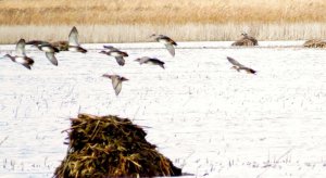 Birds in Flight