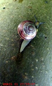 SNAIL