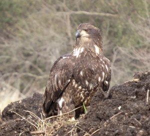 The Closeest I've Been to a Bald Eagle