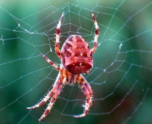 GARDEN_SPIDER_002