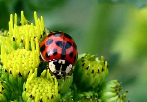 LADYBIRD