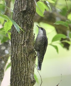 White-throated Treecreeper