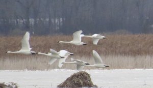 Whistling Swans