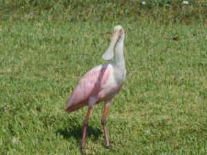 Roseate Spoonbill