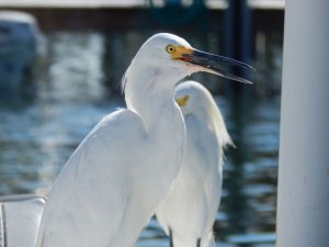 Snowy Egret