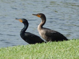 Double-crested Cormorant