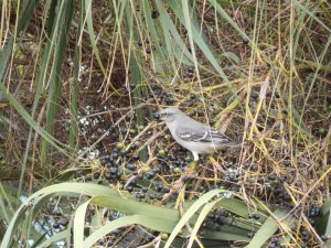 Northern Mockingbird