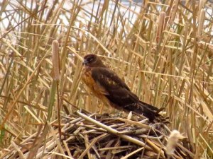 Marsh Hawk