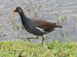 Common Gallinule