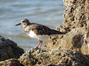 Ruddy Turnstone