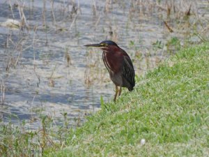 Green Heron