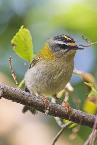 The Kinglet