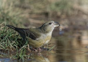 Parrot Crossbill (Loxia pytyopsittacus)