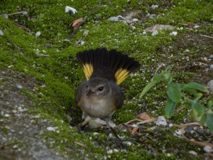 American Redstart