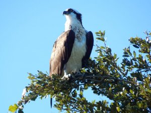 Osprey