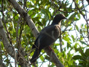 White-Crowned Pigeon