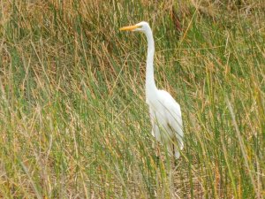 Great Egret