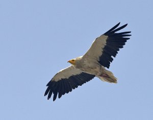 Egyptian Vulture in Flight