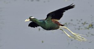 Bronze-winged Jacana in flight