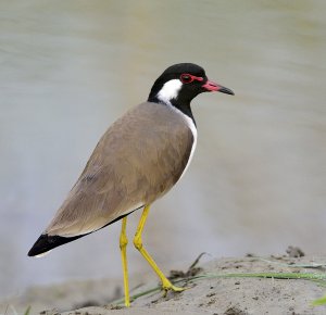 Red-wattled Lapwing