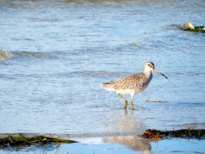 Greater Yellowlegs