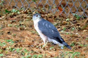 Merlin Falcons
