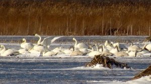 Tundra Swans on a Frozen Marsh Lake