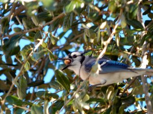 Blue Jay