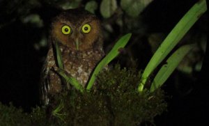 Bare-shanked Screech Owl - Megascops clarkii 4 - Darien, Panama