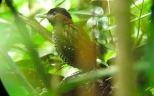 Black-crowned Antpitta - Pittasoma michleri 1 - Darien, Panama