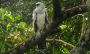 Crested Eagle - Morphnus guianensis 4 - Darien, Panama