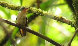 NEW for OPUS - Pirre Hummingbird - Goethalsia bella 1