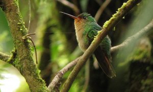 NEW for OPUS - Pirre Hummingbird - Goethalsia bella 4