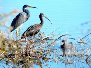 Tricolored Heron, Glossy Ibis, and American Coot