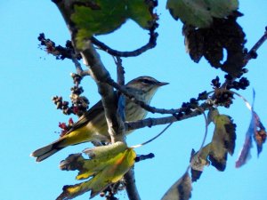 Palm Warbler