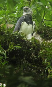 Harpy Eagle - Harpia harpyja 8 - Darien, Panama