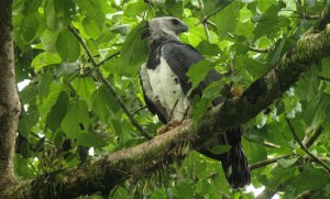 Harpy Eagle - Harpia harpyja 13 - Darien, Panama