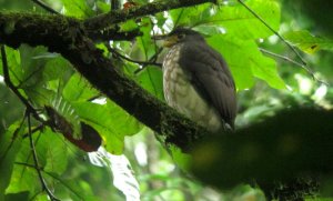 Slaty-backed Forest Falcon - Micrastur mirandollei