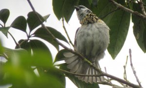 Grey-and-gold Tanager - Tangara palmeri 6 - Darien, Panama