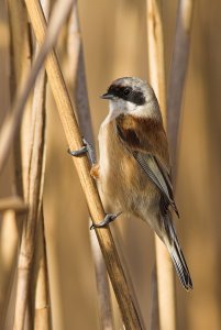 Golden reedbed