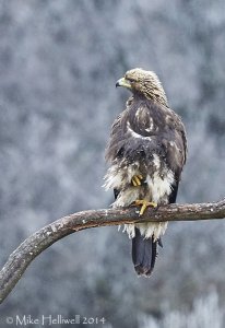 Even Golden Eagles have a bad hair day!