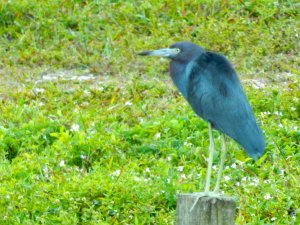 Little Blue Heron