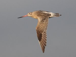 Bar-tailed Godwit