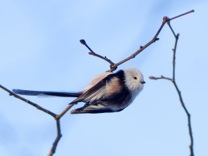 Long-tailed Tit