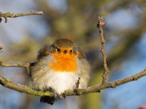 Fluffy Robin