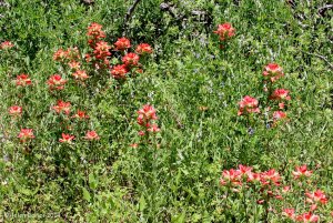 Indian Paintbrush in our pasture