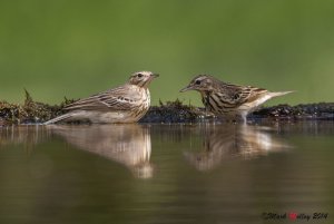 Pair of Tree Pipits