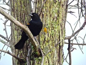 Red-Winged Blackbird