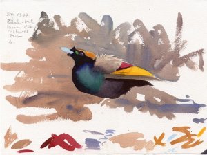 Magnificent Bird of Paradise field sketch
